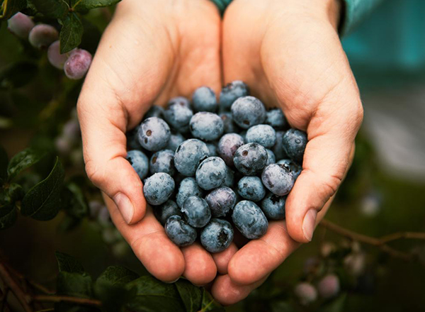 The image shows a person holding a handful of freshly picked blueberries.