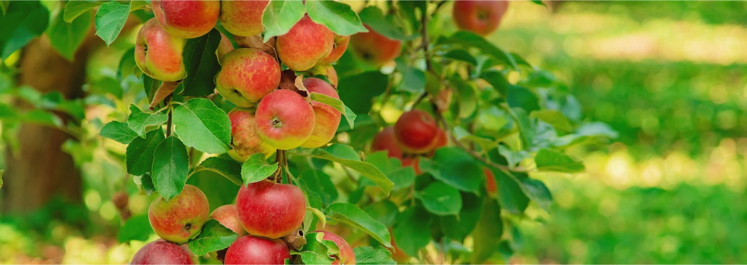 Identifying apples from an image is difficult without genetic testing, as many varieties share visual characteristics and colorations can vary based on growing conditions. However, the apples in the image display characteristics common to several popular red and yellow/green striped varieties.