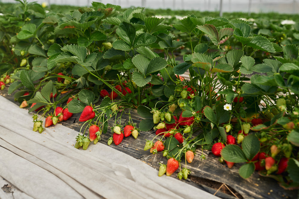 The image shows a patch of strawberry plants. 